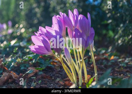 Fleurs de colchique d'automne violettes en fleurs baignées par la lumière dorée du coucher de soleil au début de l'automne Banque D'Images