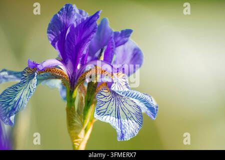 Fleur d'iris bleu isolée sur un fond vert Banque D'Images