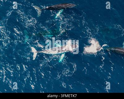 Vue aérienne de baleines à bosse nageant dans l'océan bleu profond près de Long Reef Headland, avec certaines baleines émergeant et créant des éclaboussures à Collaroy Banque D'Images