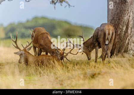 Plusieurs cerfs rouges mâles (Cervus elaphus) se rassemblent à côté d'un grand arbre, deux mâles abaissant leurs bois lors d'une interaction sociale dans l'herbe sèche. Banque D'Images