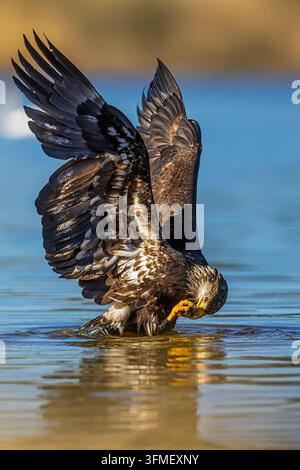 Un aigle à tête blanche immature (Haliaeetus leucocephalus) se tient dans une eau peu profonde avec les ailes levées tout en utilisant ses serres et son bec pour se nourrir d’une proie capturée. Banque D'Images