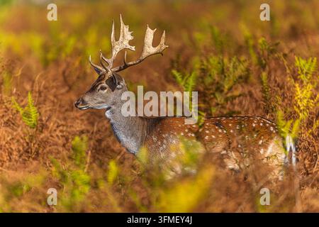 Un cerf (Dama dama) se tient parmi les fougères d'automne de profil, montrant un pelage tacheté et de larges bois palmatés sous une lumière chaude du soleil. Banque D'Images