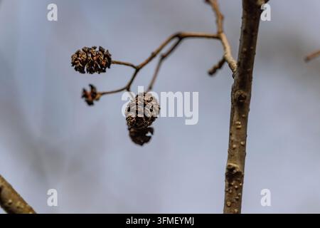 Aulne noire, Alnus glutinosa, branche, inflorescences mâles Banque D'Images