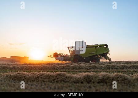 Claas Lexion 650 moissonneuse-batteuse lors de la récolte des céréales dans la lumière contre-jour du soleil couchant. Prise de vue de profil atmosphérique depuis une perspective proche du sol d'une moissonneuse-batteuse Claas Lexion 650 pendant le crépuscule. La machine de récolte se déplace sur un champ de chaumes récolté avec des nuages de paille fraîche juste devant le soleil bas et doré. À l'arrière, la paille hachée tourbillonne comme une fine poussière dans la lumière chaude du contre-jour. À l'arrière-plan, se détachent en silhouette une remorque agricole et les arbres à l'horizon sous un ciel nocturne clair. Une image émotionnelle et expressive. Banque D'Images