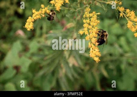 Une vue rapprochée de deux bourdons de l'Est commun (Bombus impatiens) collectant du pollen sur une branche fleurie de Solidage du Canada (Solidago canadensis) Banque D'Images