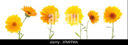 Fleurs de calendula vives isolées sur blanc, ensemble Banque D'Images