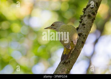 Pic à tête grise (Picus canus) perché sur un tronc d'arbre couvert de mousse dans une forêt Banque D'Images