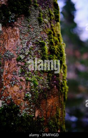 Mousse verte sur l'écorce d'un arbre dans la forêt Banque D'Images