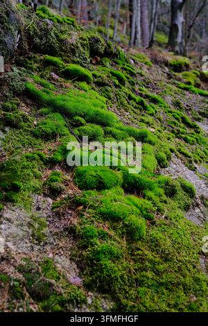 Mousse verte vibrante recouvrant le sol de la forêt avec des rochers et des arbres dans un environnement boisé naturel à Szczyrk, Pologne Banque D'Images