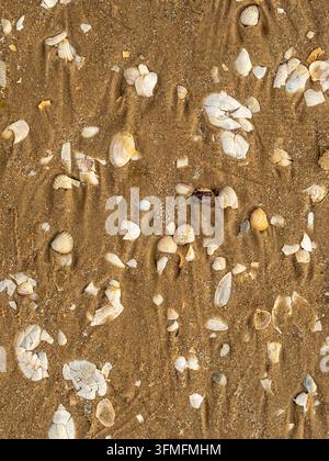 Coquillages épars et fragments reposant sur le sable humide de la plage, révélant des ondulations naturelles, des tons côtiers chauds et des motifs organiques. Vue en gros plan met l'accent sur Banque D'Images
