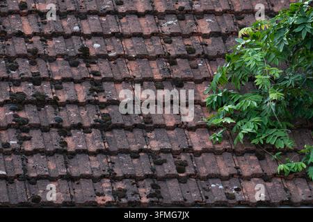 Une vue rapprochée de tuiles rouges en terre cuite entrelacées et usées avec des taches de mousse verte et une branche d'arbre feuillue verte dépassant du bord Banque D'Images