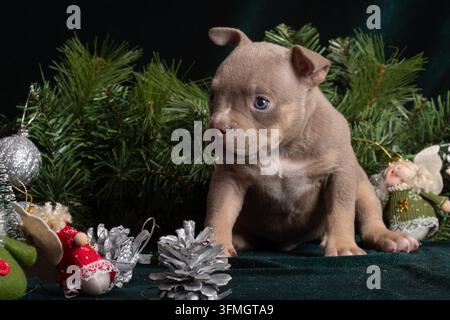 Chiot, American Bully, Noël, Nouvel An. Chiot brun assis parmi des branches à feuillage persistant, des ornements en argent, un bonhomme de neige et des décorations hivernales dans une ambiance festive Banque D'Images