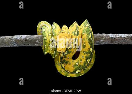 Python vert arboricole juvénile (Morelia viridis) enroulé sur une branche en bois, gros plan Banque D'Images