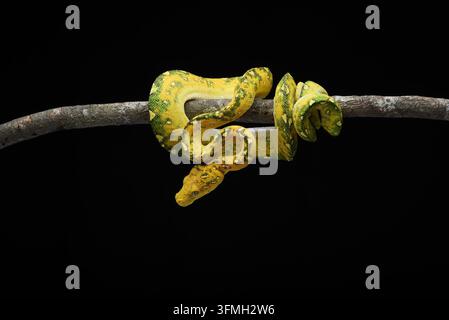 Python vert arboricole juvénile (Morelia viridis) enroulé sur une branche en bois, gros plan Banque D'Images