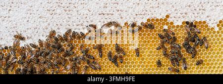 Close-up d'une colonie d'abeilles occupées sur un cadre de rayon de miel doré dans une ruche, capturant le processus naturel de collecte du nectar et de production de miel Banque D'Images