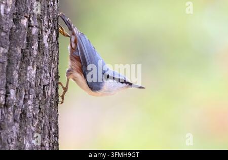 Pouillot européen, Sitta europaea. Un oiseau est posé sur un tronc d'arbre dans une pose caractéristique Banque D'Images