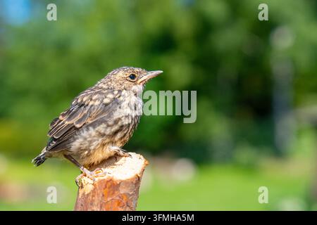 Un portrait en gros plan d'un jeune poussin rouge-gorge européen, Erithacus rubecula, perché sur un poteau en bois dans un jardin lumineux. Le petit oiseau montre un doux Br Banque D'Images