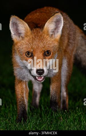 Coucoulet dans les Cotswolds, Oxfordshire, Royaume-Uni Banque D'Images