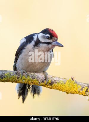 Pic vert, Dendrocopos major. Oiseau assis sur une belle branche, fond plat Banque D'Images