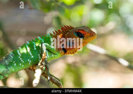 Un lézard de jardin d'un vert éclatant montre une mise au point sélective nette sur son œil détaillé, mis en valeur par des écailles faciales orange et turquoise frappantes. Banque D'Images