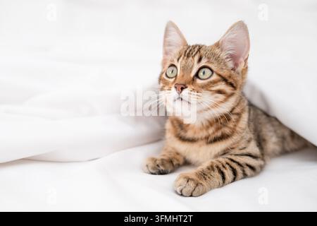 Mignon petit chat Bengal allongé sur une couverture blanche et regardant au loin. Banque D'Images
