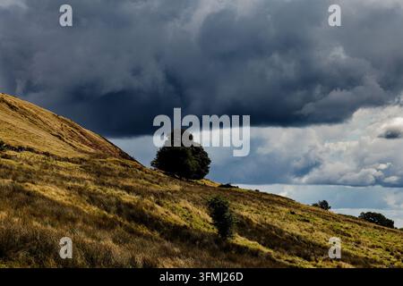 Un grand arbre mature sur une colline est comprimé sous des nuages noirs annonçant la pluie alors que le soleil tente de percer, West Pennines, Bury. Banque D'Images