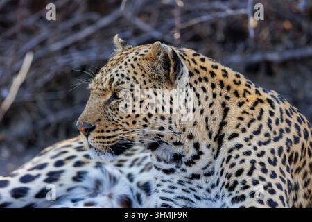 Botswana, réserve de Mashatu, léopard africain (Panthera pardus pardus), dans la savane, allongé, réserve de Mashatu, Botswana Banque D'Images