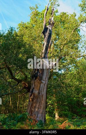Le tronc pourrissant d’un vieux chêne dépouillé de son écorce sous le soleil de septembre dans la forêt de Sherwood. Banque D'Images
