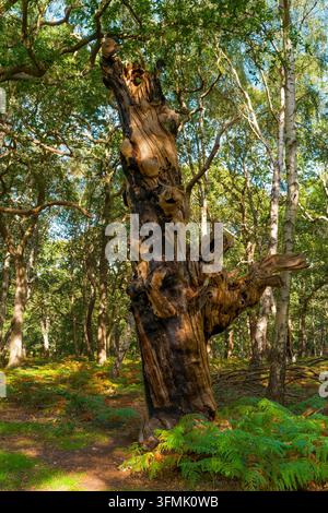 Restes en décomposition d'un vieux chêne se dressant sous la lumière du soleil du début de l'automne dans la forêt de Sherwood. Banque D'Images