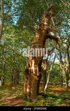 Les restes en décomposition d'un chêne ancien debout dans la forêt de Sherwood sous la lumière du soleil du début de l'automne. Banque D'Images