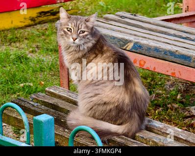 Chat senior mignon et duveteux profitant d'une journée ensoleillée assis sur un vieux banc en bois vintage dans l'arrière-cour rustique de la campagne. Banque D'Images