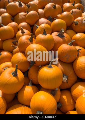 Vue aérienne d'un grand tas de citrouilles orange disposées ensemble sous un soleil éclatant pour la saison automnale. Banque D'Images