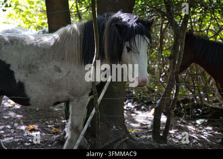Cheval pie se tenant derrière une clôture en fil de fer dans une forêt ombragée britannique. Banque D'Images
