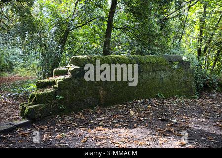 Ancien fragment de mur en pierre sèche couvert de mousse le long d'un sentier forestier en automne bordé de feuilles. Banque D'Images