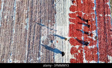 Vue aérienne d'ouvriers séchant des tomates sur de grandes bâches blanches à Eregli, Konya, Turkiye. Banque D'Images