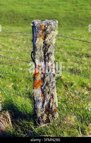 Vue rapprochée d'un poteau de clôture en rotation vivant avec du lichen et de la mousse et du moule. Le fil rouillé est enroulé autour de la borne et le nouveau fil barbelé passe à la borne suivante Banque D'Images