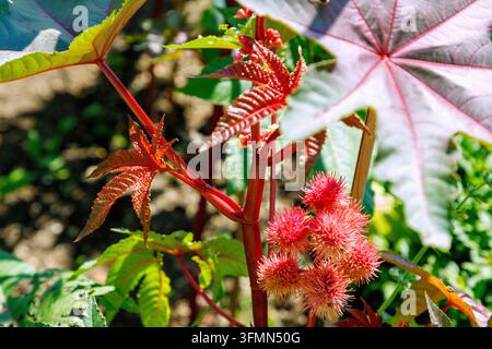 Arbre miracle du ricin, Ricinus communis, avec fruits Banque D'Images