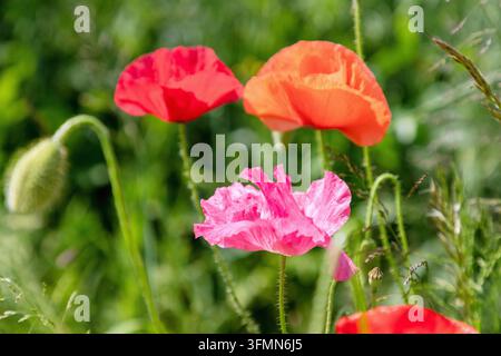 Coquelicots, papaver rhoeas, fleurs de diverses couleurs Banque D'Images