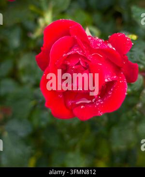 Rose rouge vibrante avec des gouttelettes d'eau fraîche dans le jardin, gros plan Banque D'Images