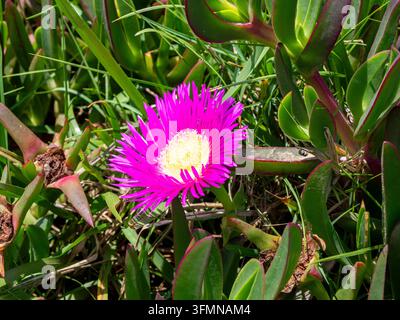 Fleur d’Ice Plant rose en fleur – Une fleur d’ice plant magenta vibrante fleurit parmi des feuilles succulentes vertes épaisses et de l’herbe dans un jardin côtier ensoleillé. Banque D'Images