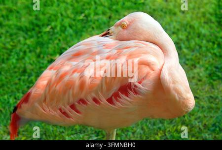 Big Island d'Hawaii, station, s'efforce de garder les terrains aussi tropicaux que possible avec des expositions d'oiseaux colorés comme ce flamant. Il a son bec Banque D'Images