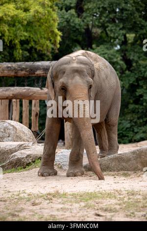 Élphant asiatique debout dans un enclos sablonneux en plein air au zoo de Berlin. Banque D'Images