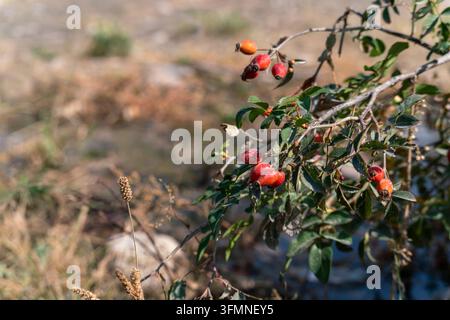 Un buisson de rosier verdoyant couvert de nombreuses baies de rose musquée mûres poussant à l'extérieur par une journée d'automne ensoleillée. Banque D'Images