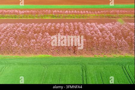 Vue aérienne de rangées d'arbres à fleurs roses plantés dans un champ à côté de cultures vertes vibrantes sous une lumière diurne éclatante en Bulgarie. Banque D'Images