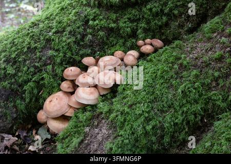 Ligne de champignons sauvages poussant le long d'un arbre couvert de mousse à West Woods, Wiltshire, Angleterre. Banque D'Images