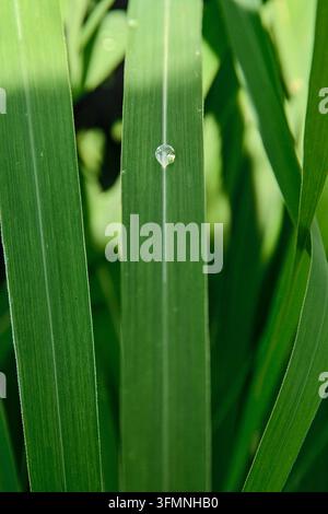 Une goutte de pluie sur une feuille d'herbe argentée Banque D'Images