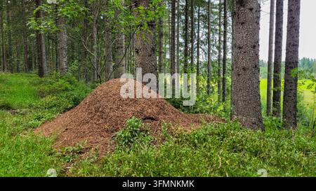 Grand fourmilière fait d'aiguilles de pin dans une forêt de conifères Banque D'Images