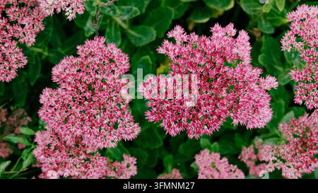 Un cliché vibrant en gros plan vu du dessus met en valeur des grappes de fleurs de sédo roses épanouies parmi des feuilles vertes luxuriantes. Banque D'Images