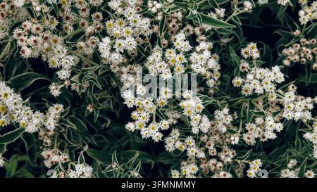 Un fond rempli de petites fleurs sauvages blanches et jaunes poussant étroitement ensemble. Banque D'Images