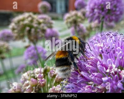 Une bourdon (Bombus magnus), nom commun bourdon à queue blanche du nord, est posé sur une fleur d'Allium violet vif. L'abeille présente des caractéristiques b Banque D'Images